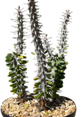 6" Alluaudia Madagascar Ocotillo 